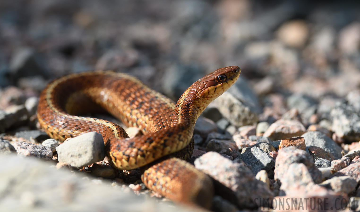 Thamnophis sirtalis pallidula [400 mm, 1/1250 Sek. bei f / 8.0, ISO 1000]